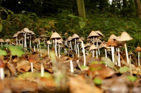 IVN lezing paddenstoelen in de winter