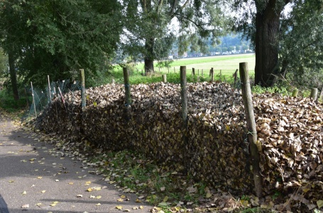 De vallende bladeren in Westbroek