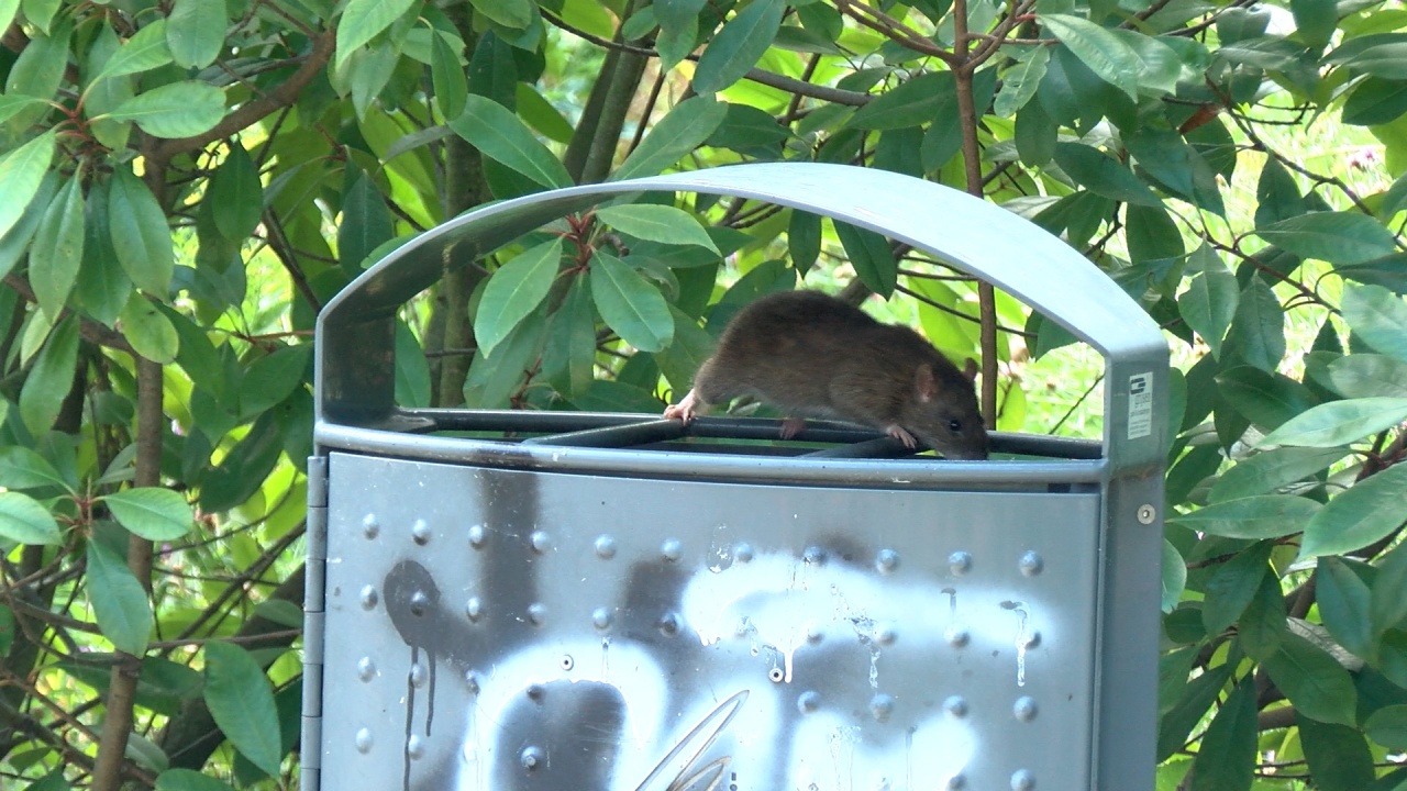 Rothemnaren durven door ratten niet meer in de tuin te zitten: ‘Achter je hoor je ze ritselen’